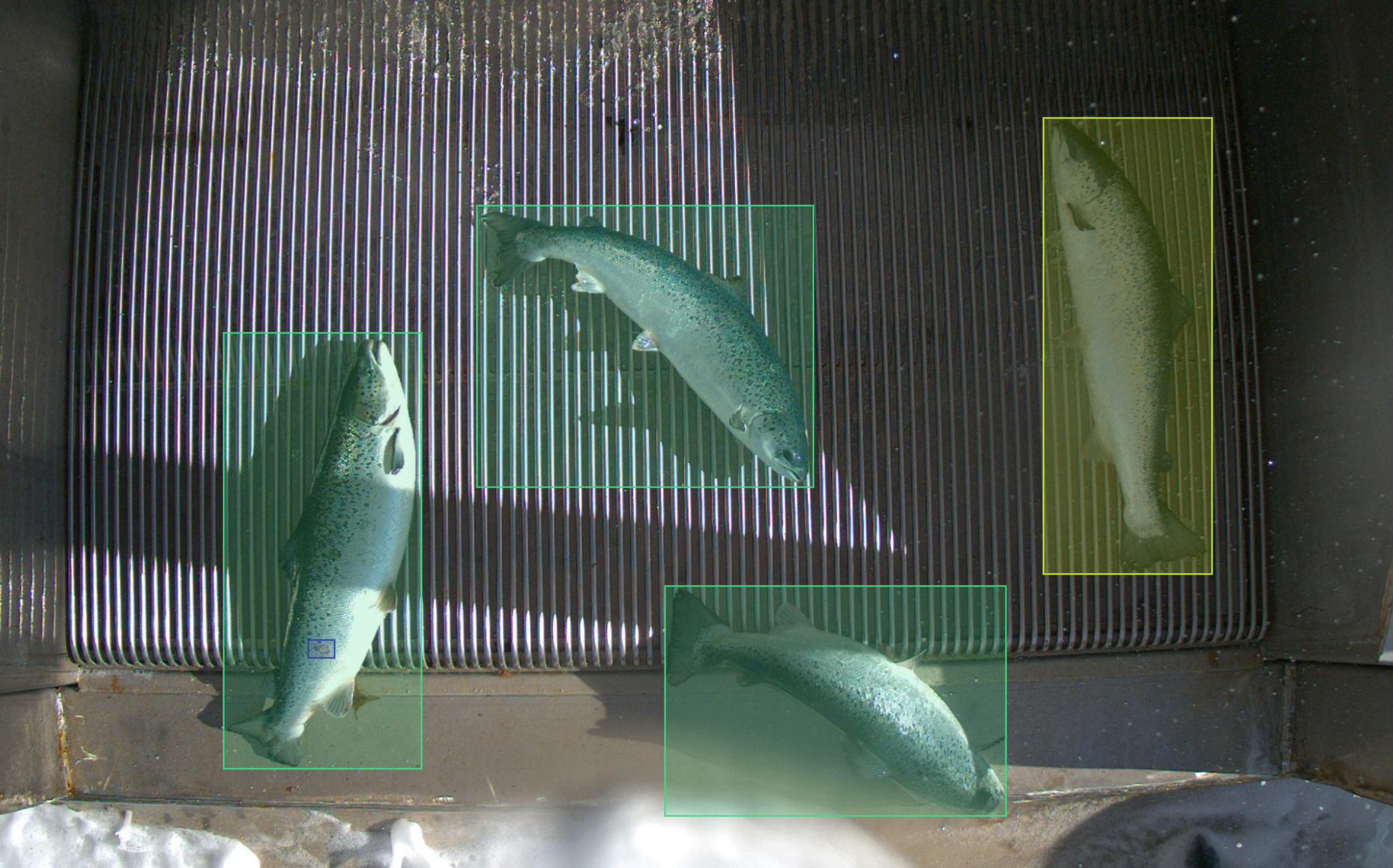 Aqualytics - Advanced AI Fish Counter & Digital Fish Handling